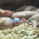Image for article titled 9 Animals That Would Make Great Superheroes